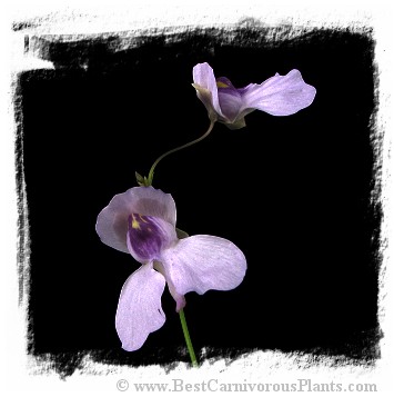 Utricularia nelumbifolia (15s)