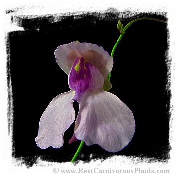 Utricularia nelumbifolia (15s)