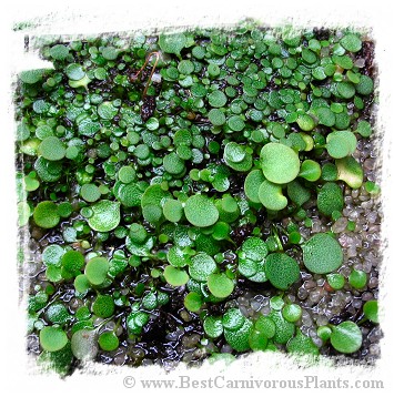 Utricularia nephrophylla {pink flower} 