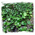 Utricularia nephrophylla {pink flower} 