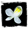 Utricularia nephrophylla {white flower} 