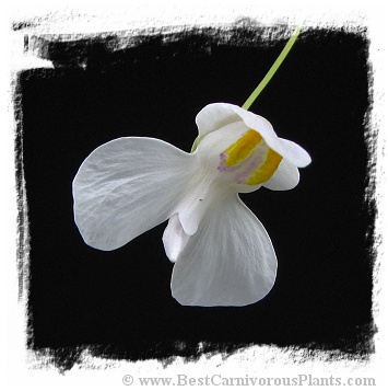 Utricularia nephrophylla {white flower}  x U.nelumbifolia