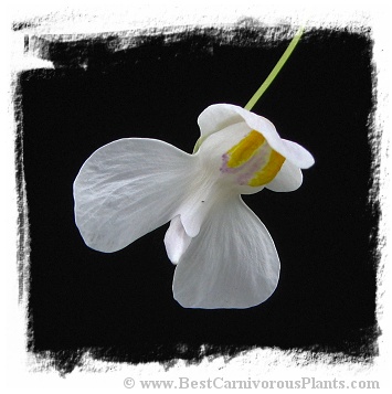 Utricularia nephrophylla {white flower} x U.nelumbifolia