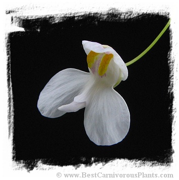 Utricularia nephrophylla {white flower} x U.nelumbifolia
