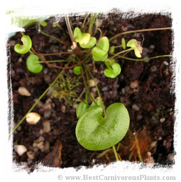 Utricularia nephrophylla {white flower} x U.nelumbifolia