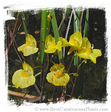 Utricularia ochroleuca s. str. {Trebon region, Czech Rep.} / 4+ plants