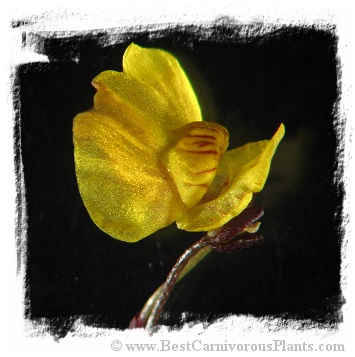 Utricularia ochroleuca s. str. {Trebon region, Czech Rep.} / 4+ plants