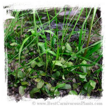 Utricularia praelonga