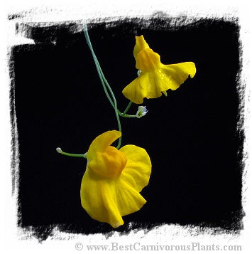 Utricularia praelonga