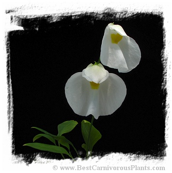 Utricularia praetermissa {Cordillera de Talamanca, Panama} 