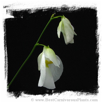 Utricularia praetermissa {Cordillera de Talamanca, Panama} 