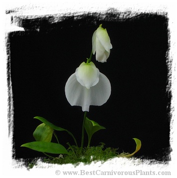 Utricularia praetermissa {Cordillera de Talamanca, Panama} 