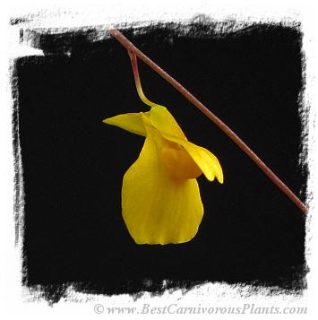 Utricularia prehensilis {Mkambati Natural Reserve, Eastern Cape, S.A.} 