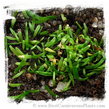 Utricularia prehensilis {Eastern Transwaal}