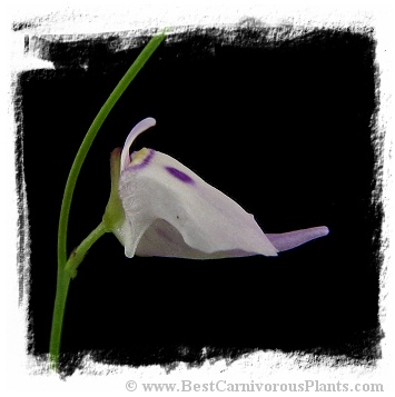 Utricularia pubescens {Ilu Tepui} 
