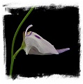 Utricularia pubescens {Ilu Tepui}