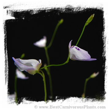 Utricularia pubescens {small flower}