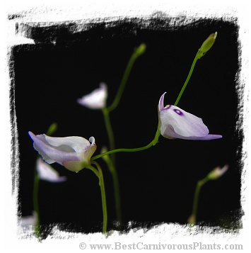 Utricularia pubescens {Ilu Tepui} 