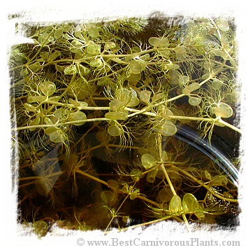 Utricularia reflexa {Okavango Swamp, Botswana} / 5+ plants