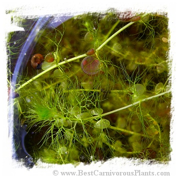 Utricularia reflexa {huge traps, Zambia} / 5+ plants