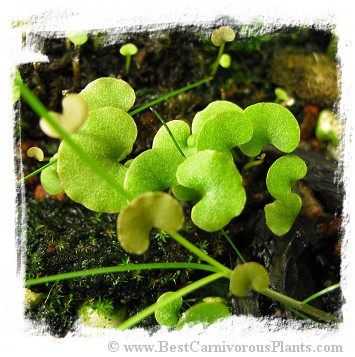 Utricularia reniformis {small form}