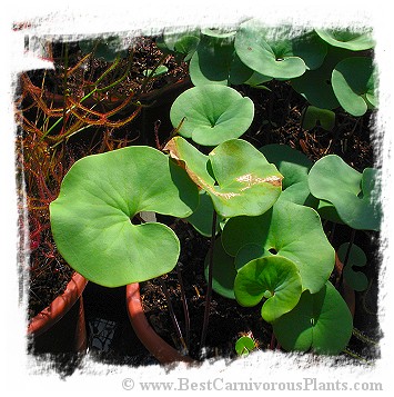 Utricularia cornigera