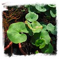 Utricularia cornigera