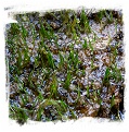 Utricularia resupinata {Florida, USA} / 1 clump