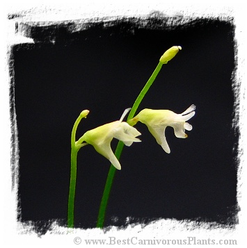 Utricularia rostrata {Cachaiera da Fumaca, Bahia, Brazil}