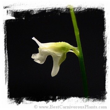 Utricularia rostrata {Cachaiera da Fumaca, Bahia, Brazil}