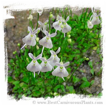 Utricularia sandersonii {large flower}