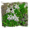 Utricularia sandersonii {large flower} 