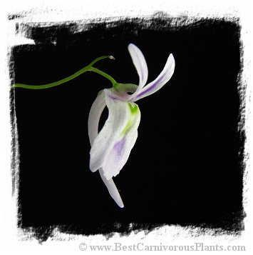 Utricularia sandersonii