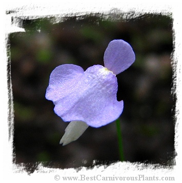 Utricularia simplex {Chesapeake, WA, Australia}