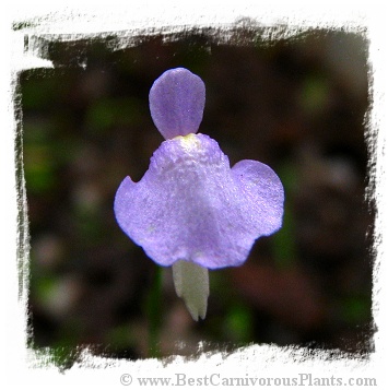 Utricularia simplex {Karridale, WA}