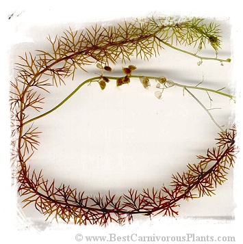 Utricularia stygia {Czech Rep.} / 5+ plants