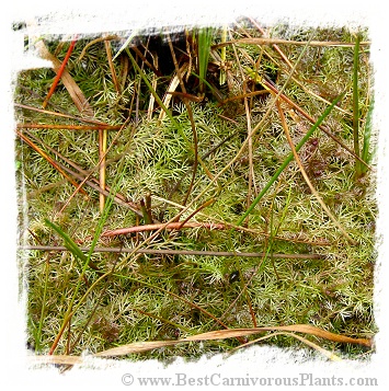 Utricularia stygia {Czech Rep.} / 5+ plants