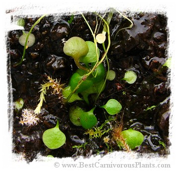 Utricularia tricolor