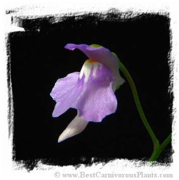 Utricularia tridentata {El Pinar}