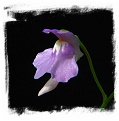 Utricularia tridentata