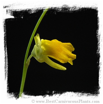 Utricularia troupinii {Rwanda, 2500 m}