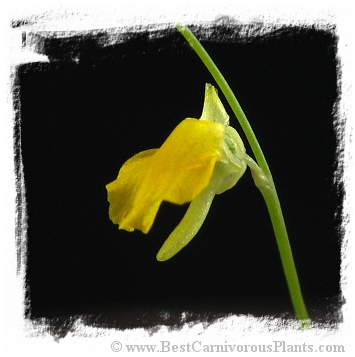 Utricularia troupinii {Rwanda, 2500 m}