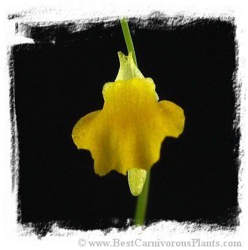 Utricularia troupinii {Rwanda, 2500 m}