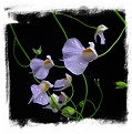 Utricularia longifolia f. bonsai {Pedro do Rio , Rio de Janeiro, Brazil} (15s)