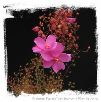 Drosera menziesii ssp. menziesii {clone 3, SS} / 2+ tubers