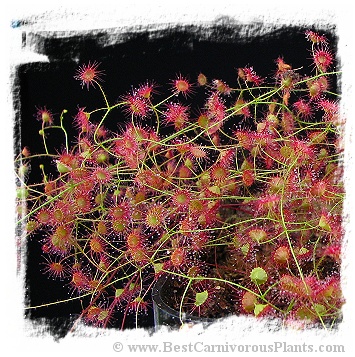 Drosera menziesii ssp. menziesii {clone 3, SS} / 2+ tubers