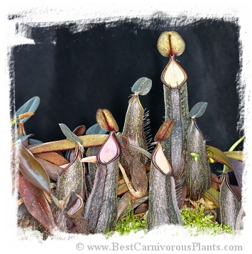 Nepenthes mikei {Takengon, Aceh, Sumatra} / size 2-7 cm