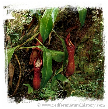 Nepenthes petiolata { Pantaron Mountain Range, Mindanao, Philippines} / 1+ plants, size 2-6 cm