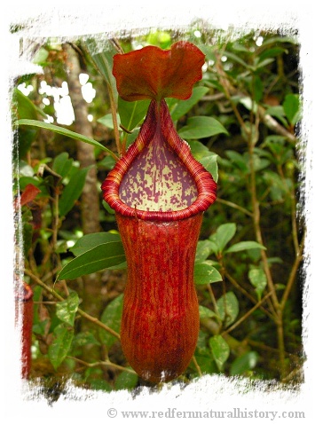 Nepenthes petiolata { Pantaron Mountain Range, Mindanao, Philippines} / 1+ plants, size 2-6 cm