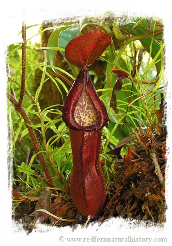 Nepenthes petiolata { Pantaron Mountain Range, Mindanao, Philippines} / 1+ plants, size 2-6 cm